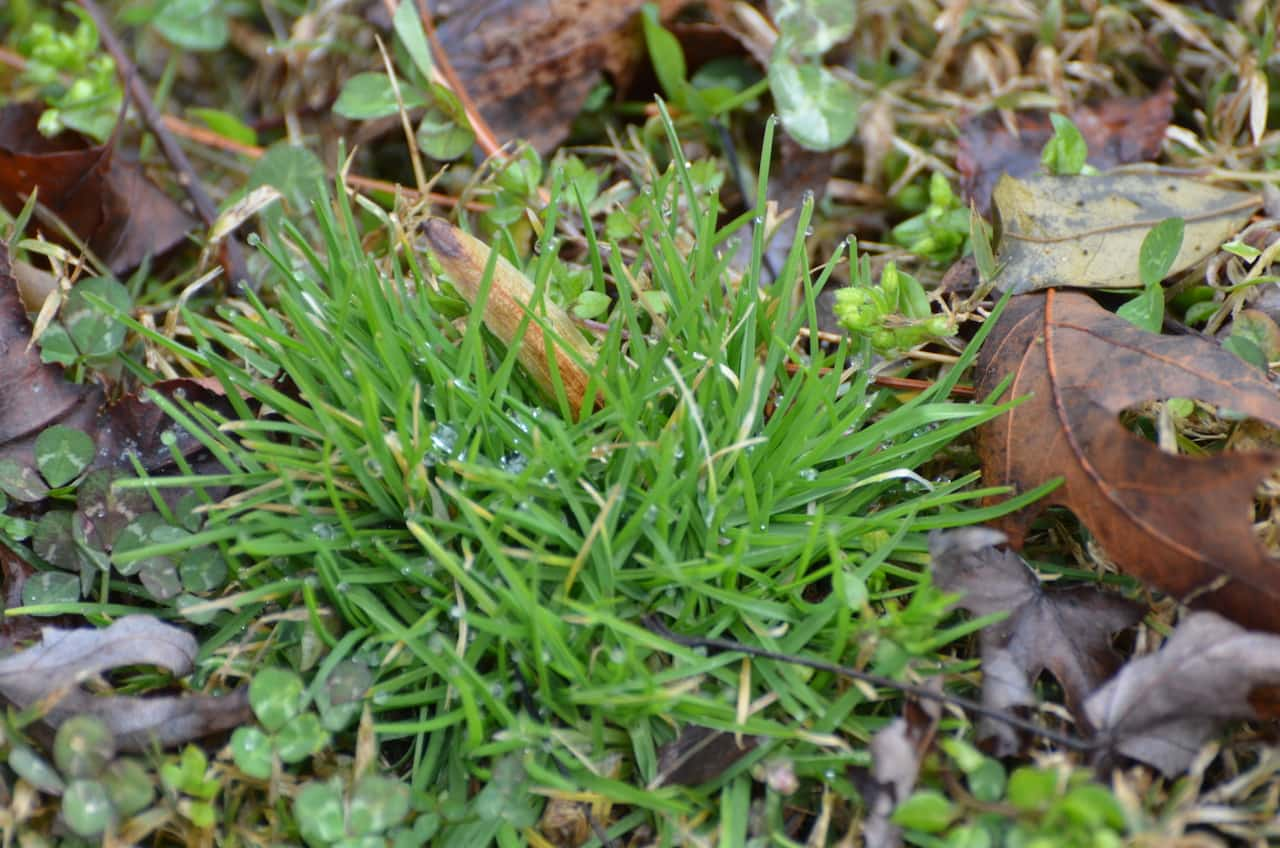 Common weeds banner