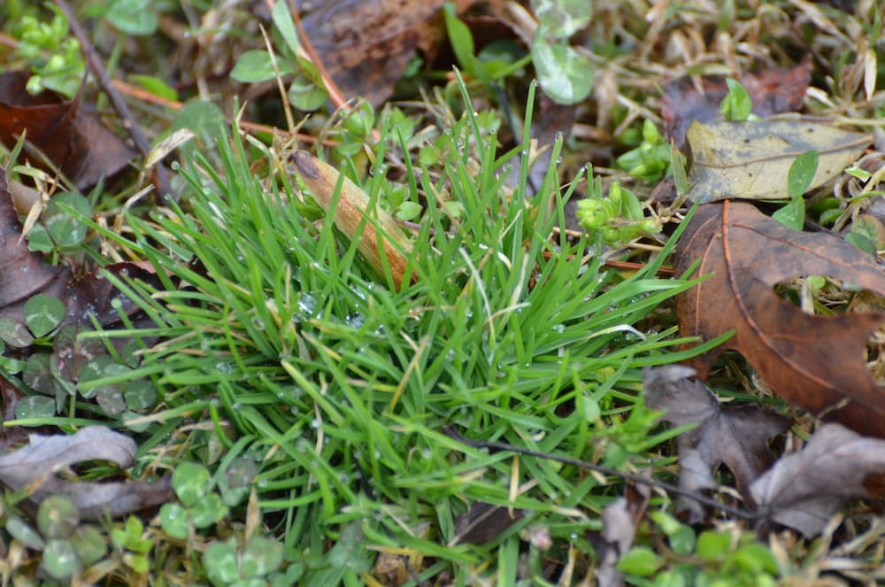 Common Winter Weeds Found In Alabama Lawns