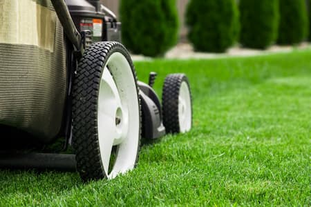 Early Season Lawn Care In Alabama